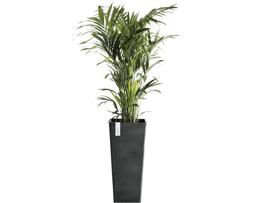 Arecapalm i planteringskärl