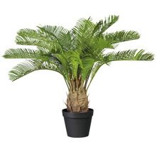 Dekorativ palm i kruka