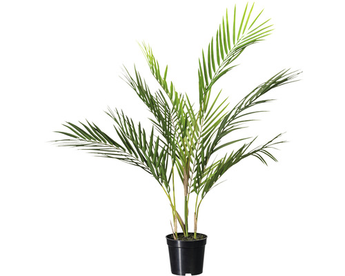 Konstväxt Howea Kentia palm ca 70cm grön