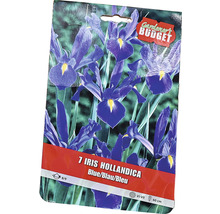 Förpackning med 7 st Iris hollandica blomsterlökar