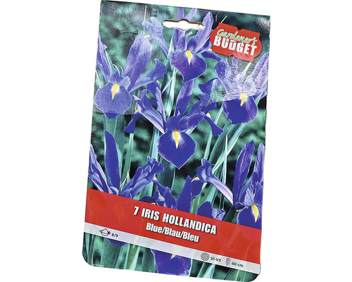 Förpackning med 7 st Iris hollandica blomsterlökar