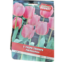 Förpackning med fem triumftulpaner i rosa, lökstorlek 10/11