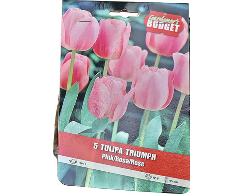 Förpackning med fem triumftulpaner i rosa, lökstorlek 10/11