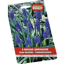 Förpackning med åtta Muscari armeniacum, även känd som armenisk pärlhyacint