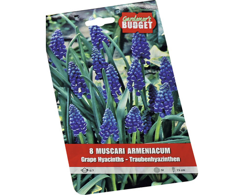 Förpackning med åtta Muscari armeniacum, även känd som armenisk pärlhyacint