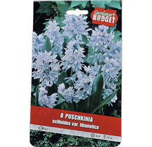 Förpackning med 8 blomsterlökar Puschkinia scilloides var. libanotica