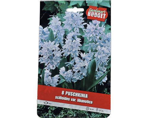 Förpackning med 8 blomsterlökar Puschkinia scilloides var. libanotica