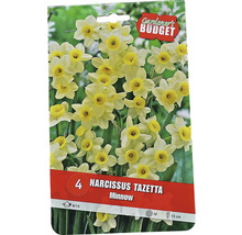 Förpackning Narcissus Tazetta Minnow blomsterlökar