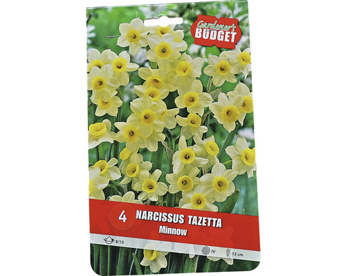Förpackning Narcissus Tazetta Minnow blomsterlökar