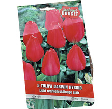 Förpackning med fem Tulipa Darwin Hybrid blomsterlökar
