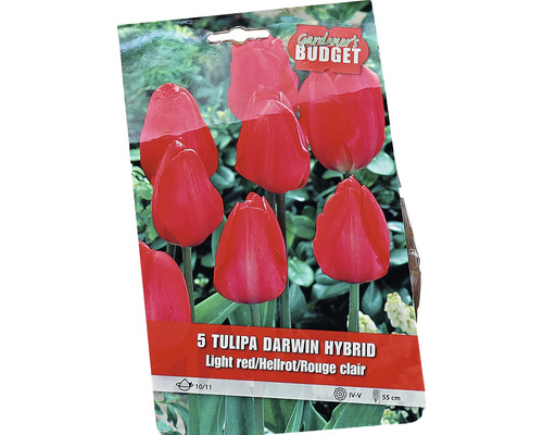 Förpackning med fem Tulipa Darwin Hybrid blomsterlökar