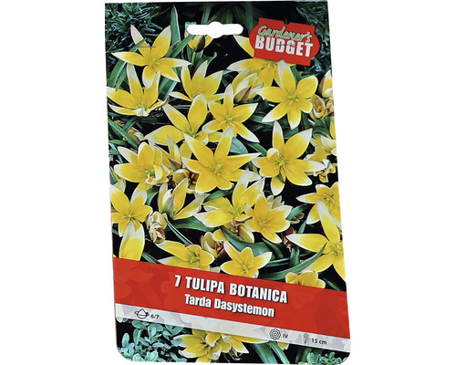 Förpackning med botaniska tulpanlökar Tarda Dasystemon