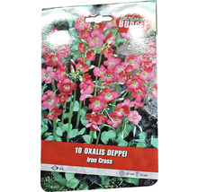 Förpackning med 10 Oxalis Deppei Iron Cross blomsterlökar