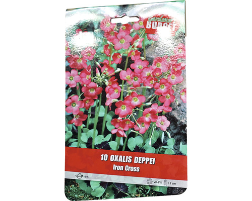 Förpackning med 10 Oxalis Deppei Iron Cross blomsterlökar