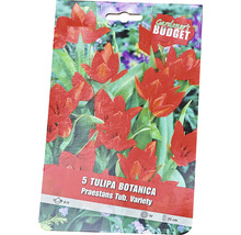 Förpackning med 5 botaniska tulpaner av sorten Praestans Tub. Variety