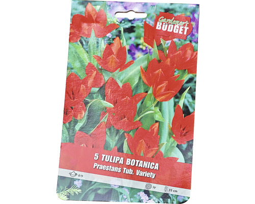Förpackning med 5 botaniska tulpaner av sorten Praestans Tub. Variety