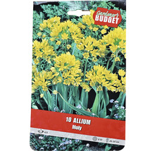 Förpackning med blomsterlökar Allium Moly