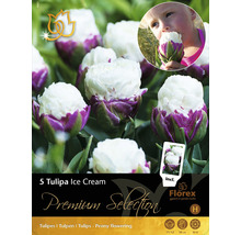 Förpackning med fem Tulipa Ice Cream blomsterlökar, pionblommande