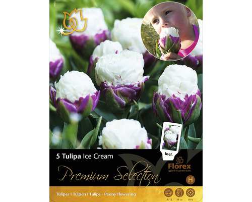 Förpackning med fem Tulipa Ice Cream blomsterlökar, pionblommande
