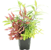 Akvarieväxter DENNERLE PLANTS 3 magnifika plantor DENNERLE PLANTS Hygrophila corymbosa 'Thailand' Hygrophila polysperma 'Sunset Alternanthera reineckii 'Red Ruby'