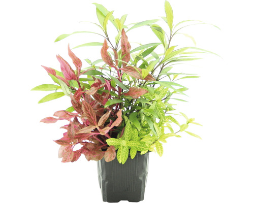 Akvarieväxter DENNERLE PLANTS 3 magnifika plantor DENNERLE PLANTS Hygrophila corymbosa 'Thailand' Hygrophila polysperma 'Sunset Alternanthera reineckii 'Red Ruby' Akvarieväxt i kruka