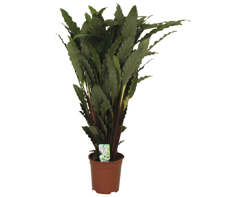 Calathea krukväxt i kruka
