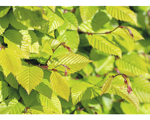 Avenbok Carpinus betulus 100-125cm 10-pack