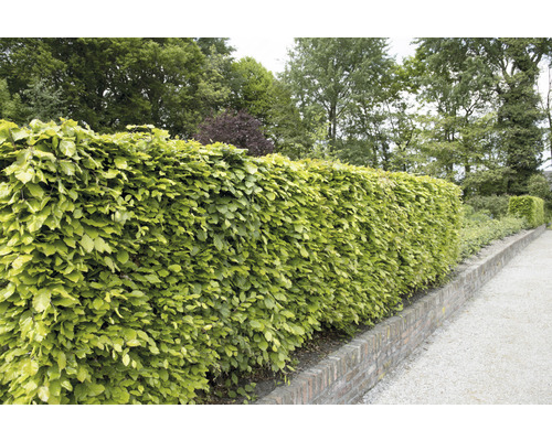 Bok OMNIA GARDEN Fagus sylvatica 125-150cm 10-pack