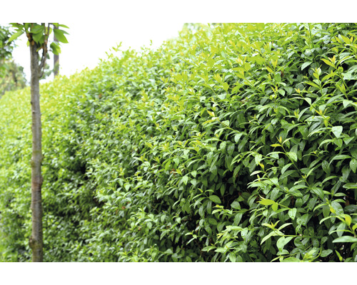 Vinterliguster 'Liga' Ligustrum vulgare var. italicum 'Liga' 80-120cm 10-pack