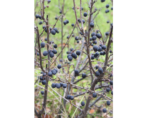 Häckoxbär OMNIA GARDEN Cotoneaster lucidus 60-100cm 5-pack