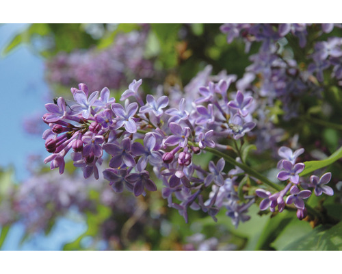 Syren Syringa vulgaris 60-100cm 50-pack