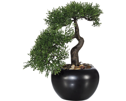 Konstväxt Bonsai - ca Ceder 25cm på köp
