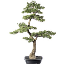 Bonsai träd i en svart växtskål