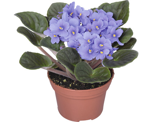 Afrikansk viol i kruka