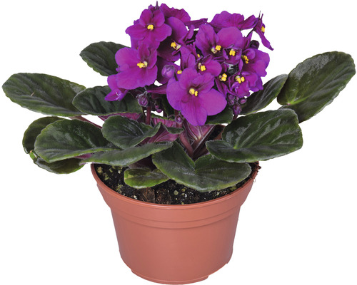 Kruka med saintpaulia