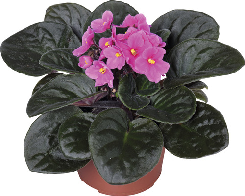 Afrikansk viol med rosa blommor i kruka