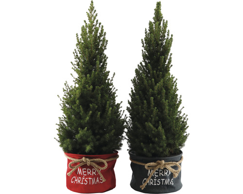 Två miniatyrjulgranar i dekorativa krukor med texten God Jul.