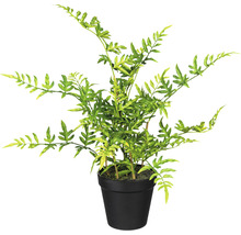 Konstväxt Dryopteris ca 40cm grön