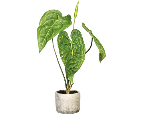 Konstväxt Anthurium ca 60cm grön