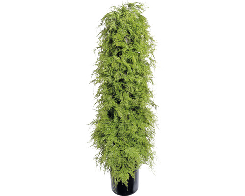 Konstväxt Asparagus pyramidalis ca 120cm grön
