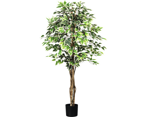 Konstväxt Ficus Benjamina ca 150cm grönvit