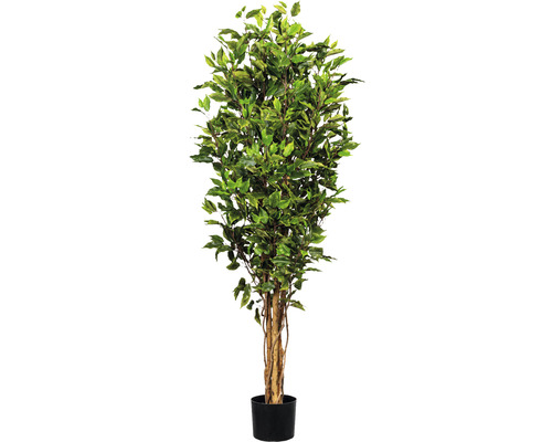 Konstväxt Ficus Benjamina ca 150cm