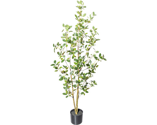 Konstväxt Ficus Ginseng ca 130cm