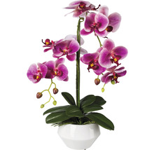 Konstväxt Orkidé Phalaenopsis ca 52cm fuchsia