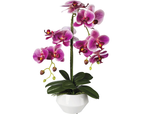 Konstväxt Orkidé Phalaenopsis ca 52cm fuchsia