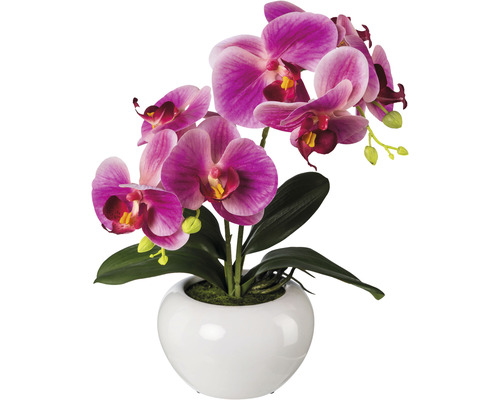 Konstväxt Orkidé Phalaenopsis ca 35cm fuchsia