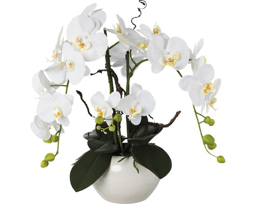 Konstväxt Orkidé Phalaenopsis Arrangement ca 55cm vit
