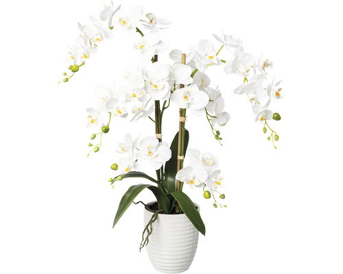 Konstväxt Orkidé Phalaenopsis ca 67cm vit