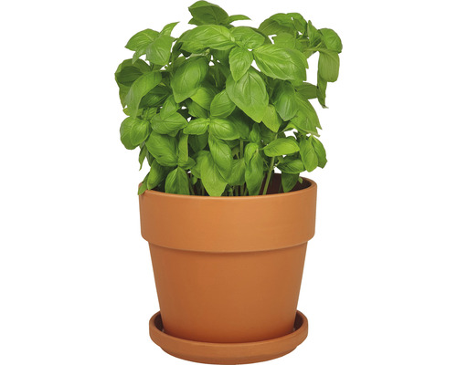 Basilika planta i kruka