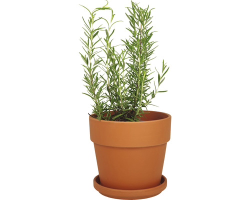 Rosmarinplanta i terrakottakruka med fat